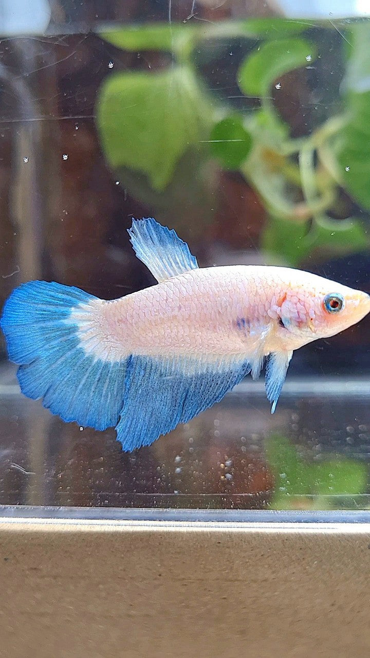 FEMALE HALFMOON BLUE RIM BICOLOR BETTA FISH