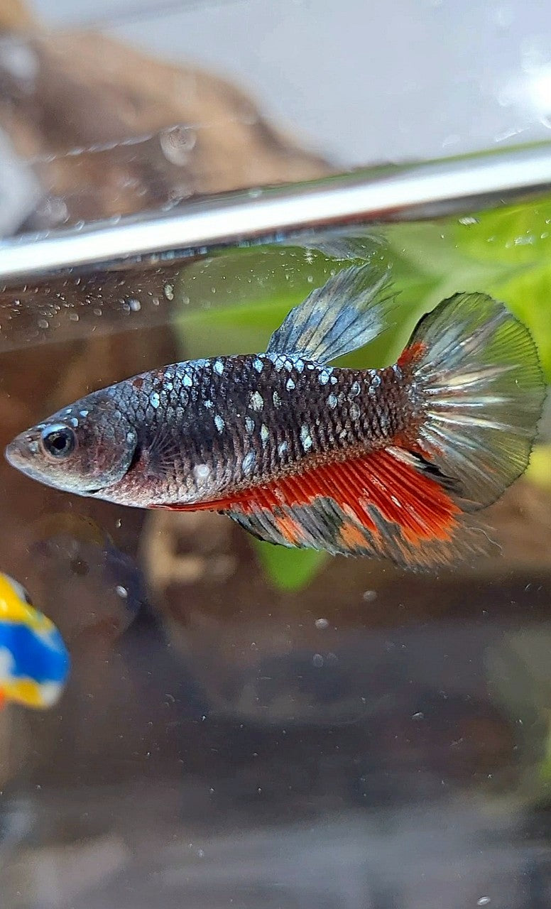 FEMALE HALFMOON BLACK GALAXY AVATAR COPPER RED WASH BETTA FISH