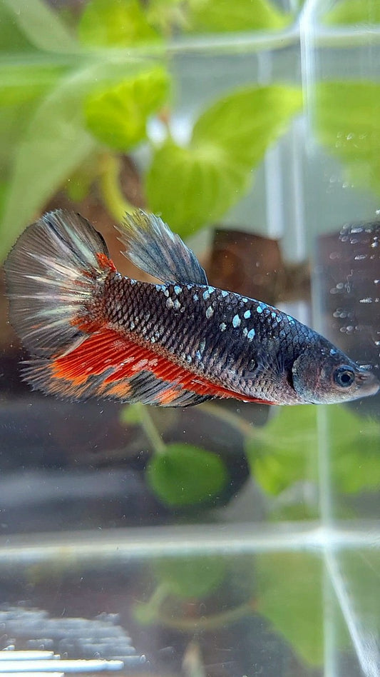 FEMALE HALFMOON BLACK GALAXY AVATAR COPPER RED WASH BETTA FISH