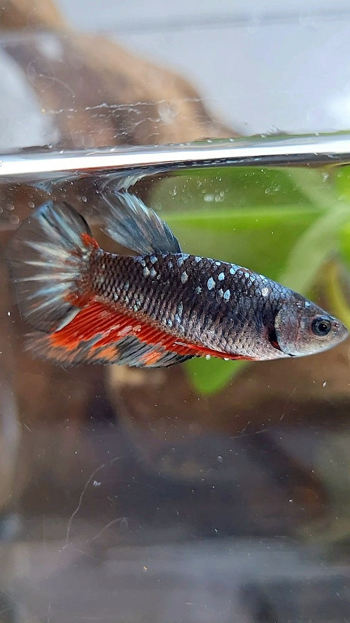 FEMALE HALFMOON BLACK GALAXY AVATAR COPPER RED WASH BETTA FISH
