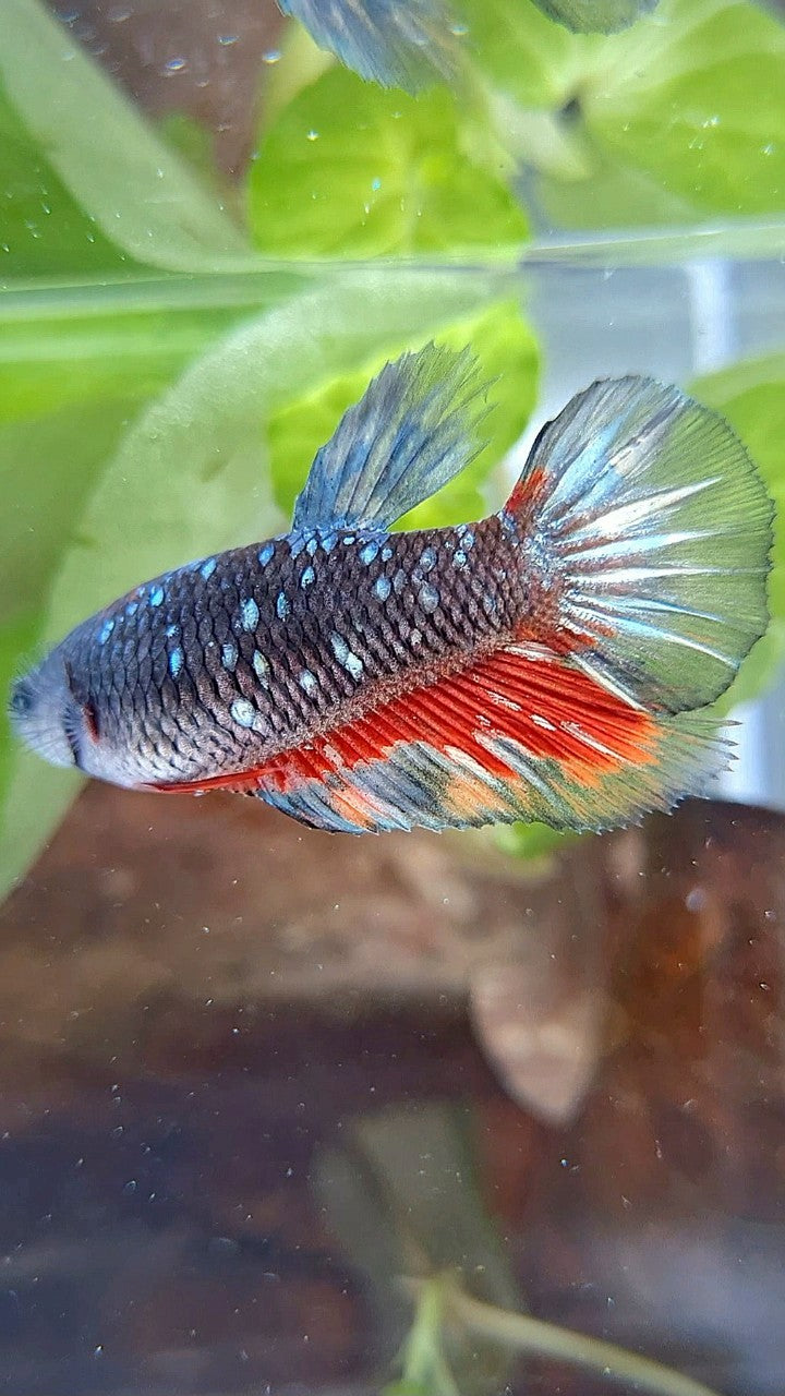 FEMALE HALFMOON BLACK GALAXY AVATAR COPPER RED WASH BETTA FISH