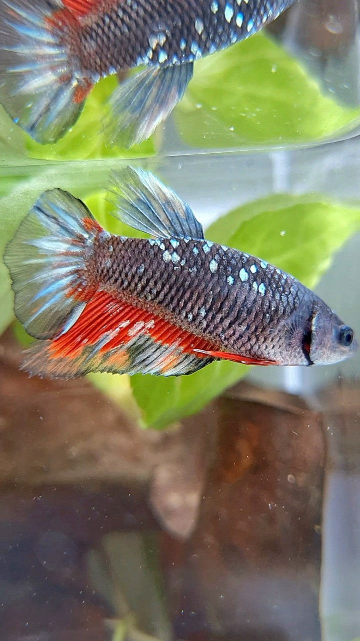 FEMALE HALFMOON BLACK GALAXY AVATAR COPPER RED WASH BETTA FISH