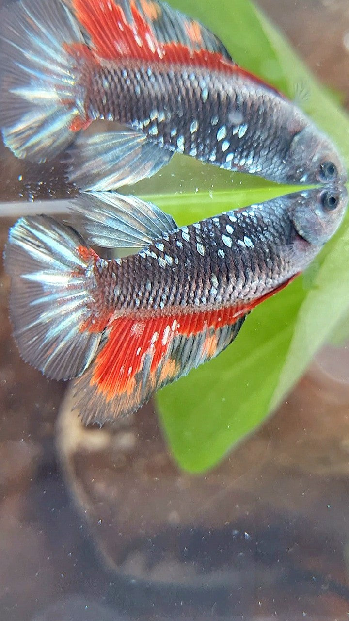 FEMALE HALFMOON BLACK GALAXY AVATAR COPPER RED WASH BETTA FISH
