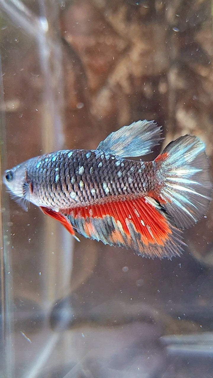 FEMALE HALFMOON BLACK GALAXY AVATAR COPPER RED WASH BETTA FISH