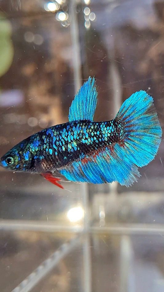 FEMALE HALFMOON BLACK GALAXY AVATAR BLUE BETTA FISH