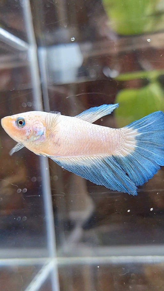 FEMALE HALFMOON BLUE RIM BICOLOR BETTA FISH