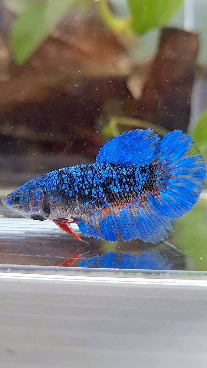 FEMALE HALFMOON BLACK GALAXY AVATAR BLUE BETTA FISH