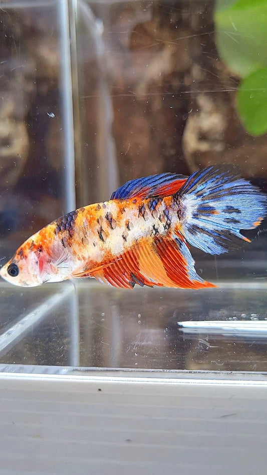 FEMALE VEILTAIL ORANGE MARBLE MULTICOLOR BETTA FISH