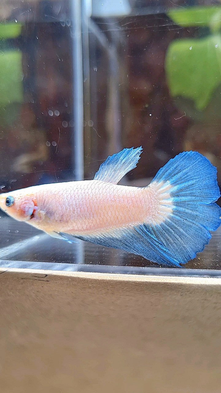 FEMALE HALFMOON BLUE RIM BICOLOR BETTA FISH