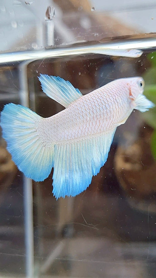 FEMALE HALFMOON WHITE LINE BLUE RIM BETTA FISH