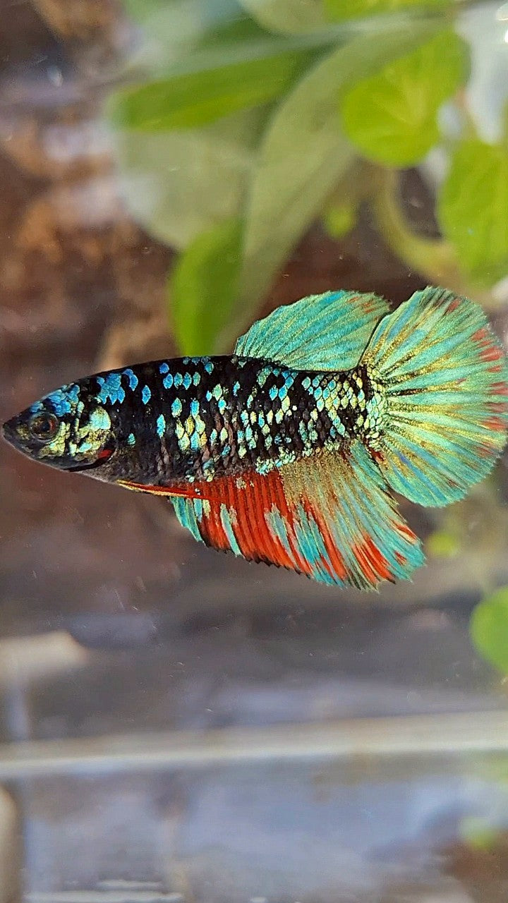 FEMALE HALFMOON BLACK GALAXY AVATAR BLUE RED WASH BETTA FISH