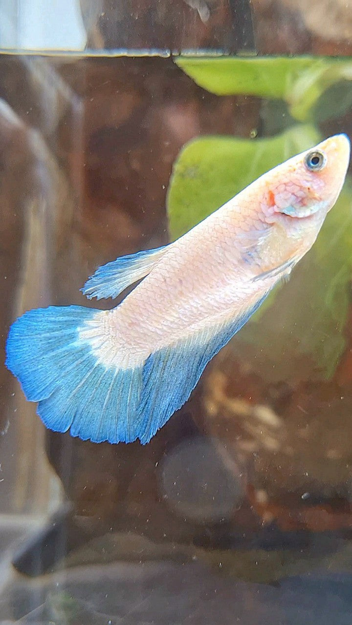 FEMALE HALFMOON BLUE RIM BICOLOR BETTA FISH