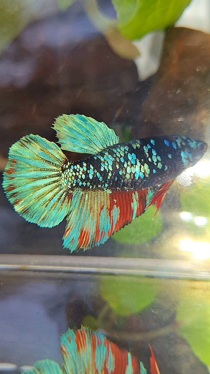 FEMALE HALFMOON BLACK GALAXY AVATAR BLUE RED WASH BETTA FISH