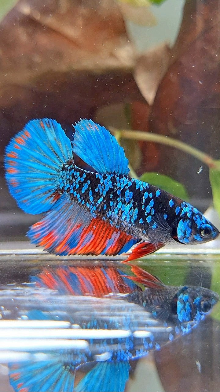 FEMALE HALFMOON BLACK GALAXY AVATAR BLUE RED WASH BETTA FISH