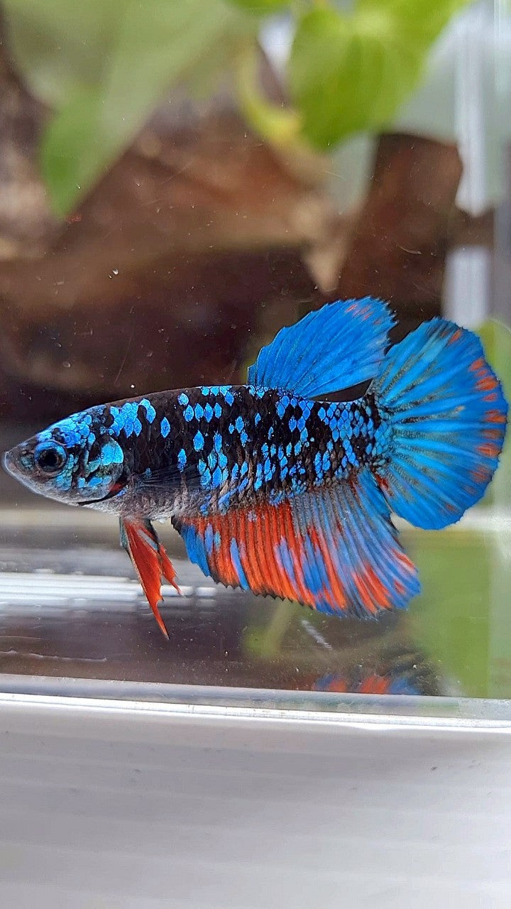 FEMALE HALFMOON BLACK GALAXY AVATAR BLUE RED WASH BETTA FISH