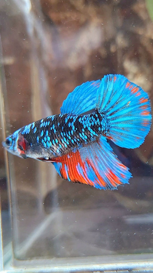 FEMALE HALFMOON BLACK GALAXY AVATAR BLUE RED WASH BETTA FISH