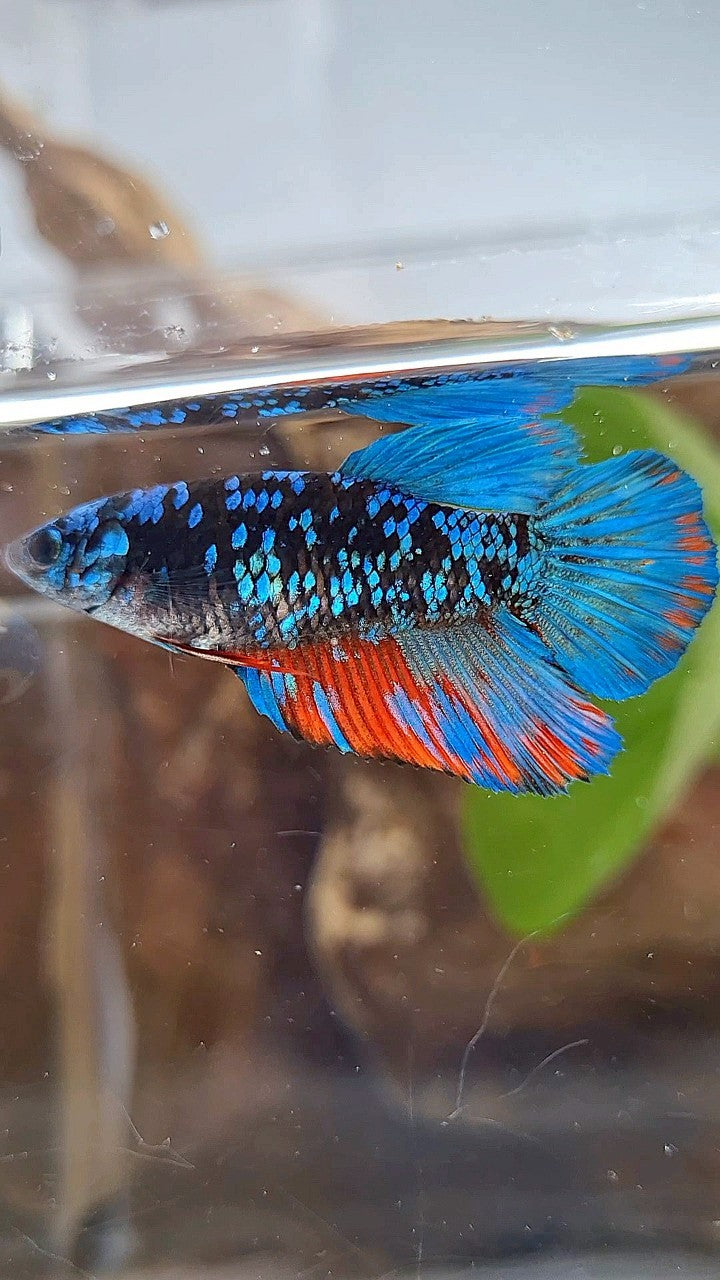 FEMALE HALFMOON BLACK GALAXY AVATAR BLUE RED WASH BETTA FISH