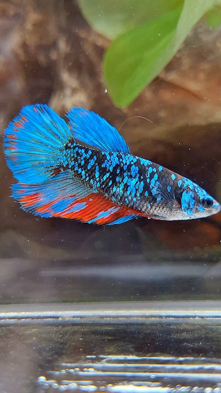 FEMALE HALFMOON BLACK GALAXY AVATAR BLUE RED WASH BETTA FISH