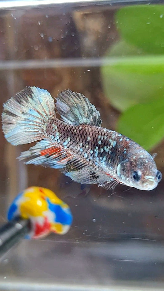 FEMALE HALFMOON BLACK GALAXY AVATAR COPPER BETTA FISH