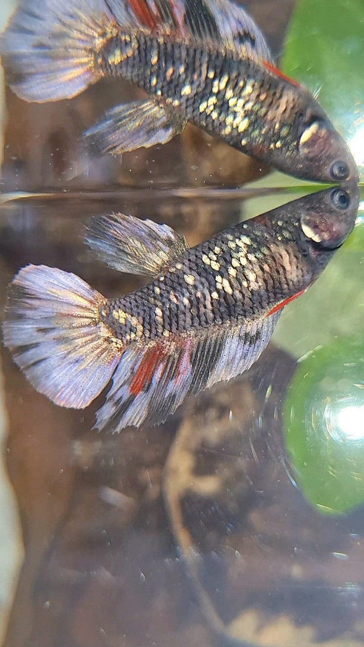 FEMALE HALFMOON BLACK GALAXY AVATAR COPPER BETTA FISH
