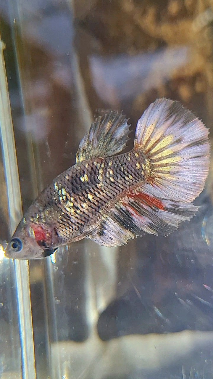 FEMALE HALFMOON BLACK GALAXY AVATAR COPPER BETTA FISH