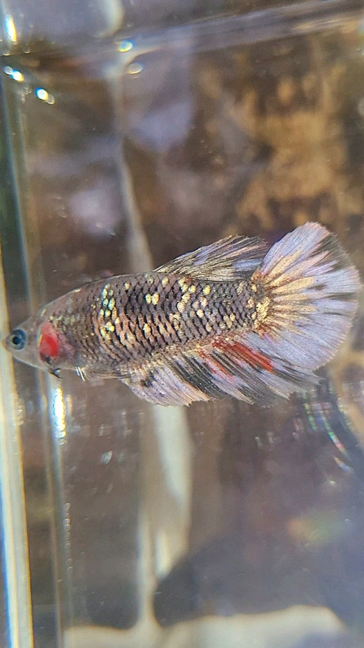 FEMALE HALFMOON BLACK GALAXY AVATAR COPPER BETTA FISH