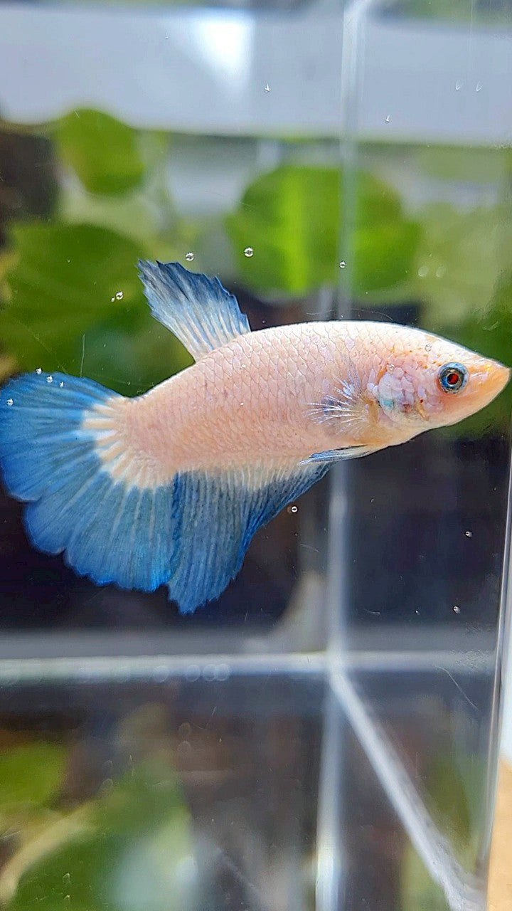 FEMALE HALFMOON BLUE RIM BICOLOR BETTA FISH