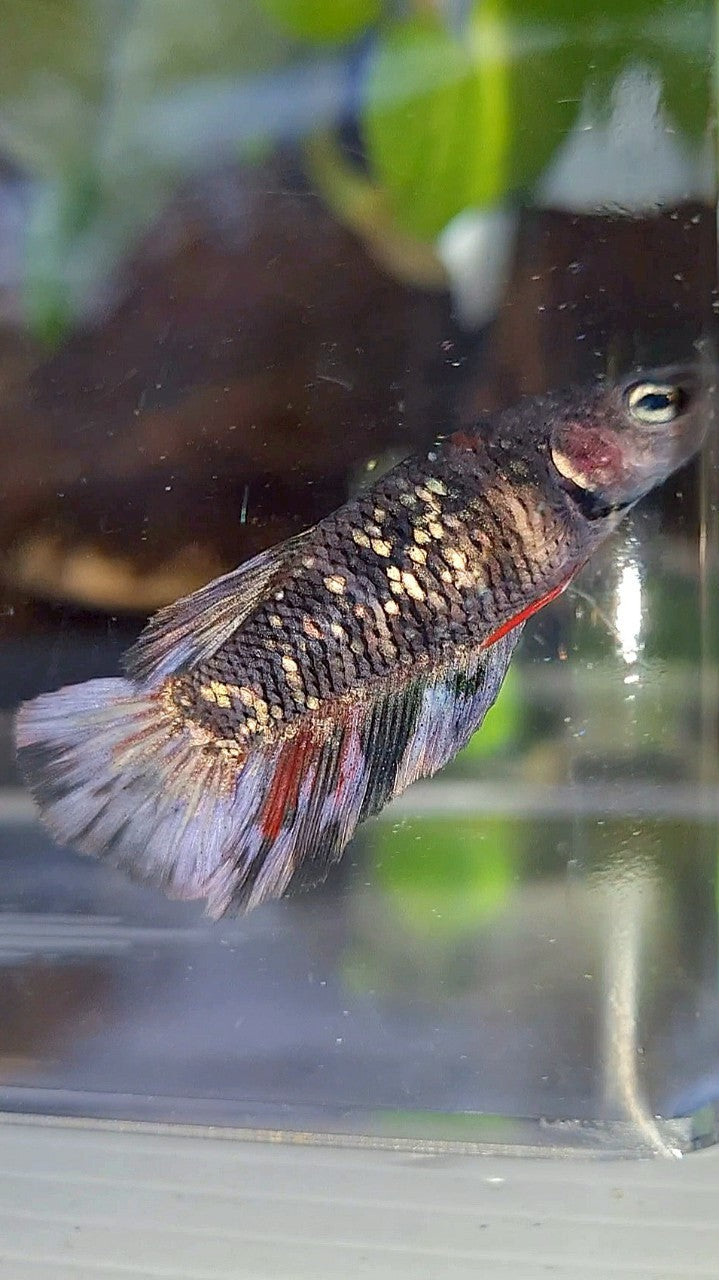 FEMALE HALFMOON BLACK GALAXY AVATAR COPPER BETTA FISH