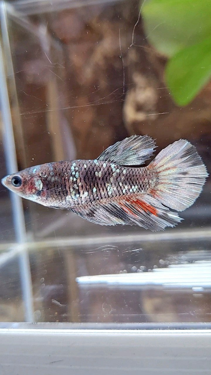 FEMALE HALFMOON BLACK GALAXY AVATAR COPPER BETTA FISH