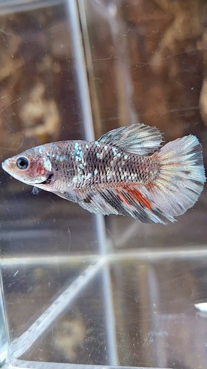 FEMALE HALFMOON BLACK GALAXY AVATAR COPPER BETTA FISH