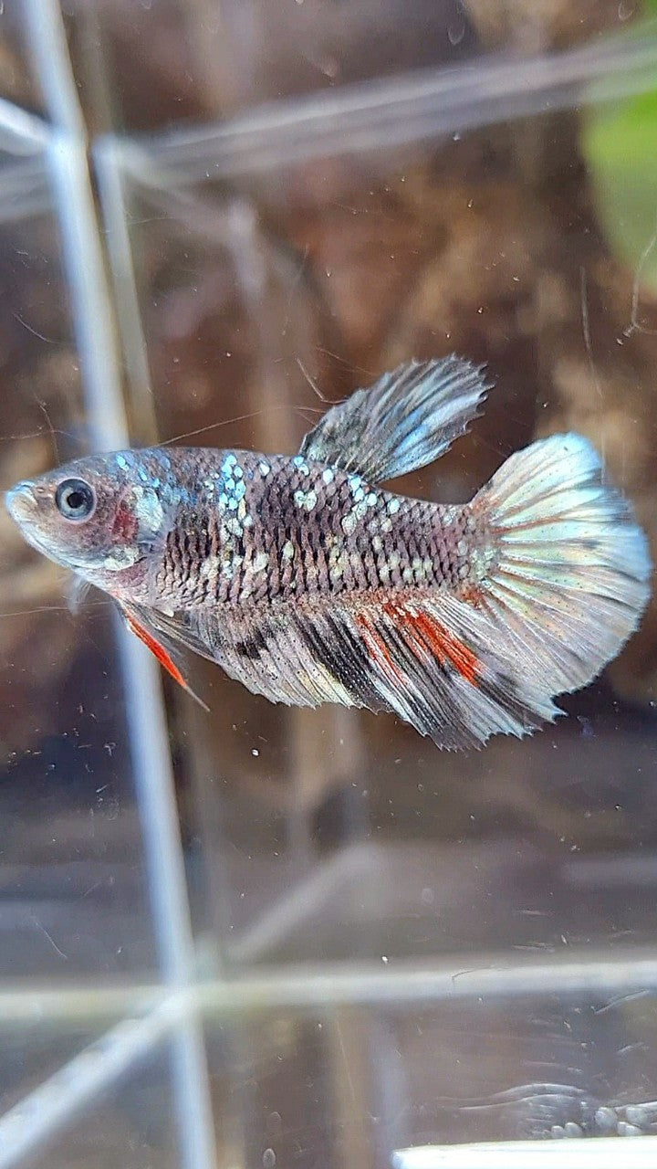 FEMALE HALFMOON BLACK GALAXY AVATAR COPPER BETTA FISH