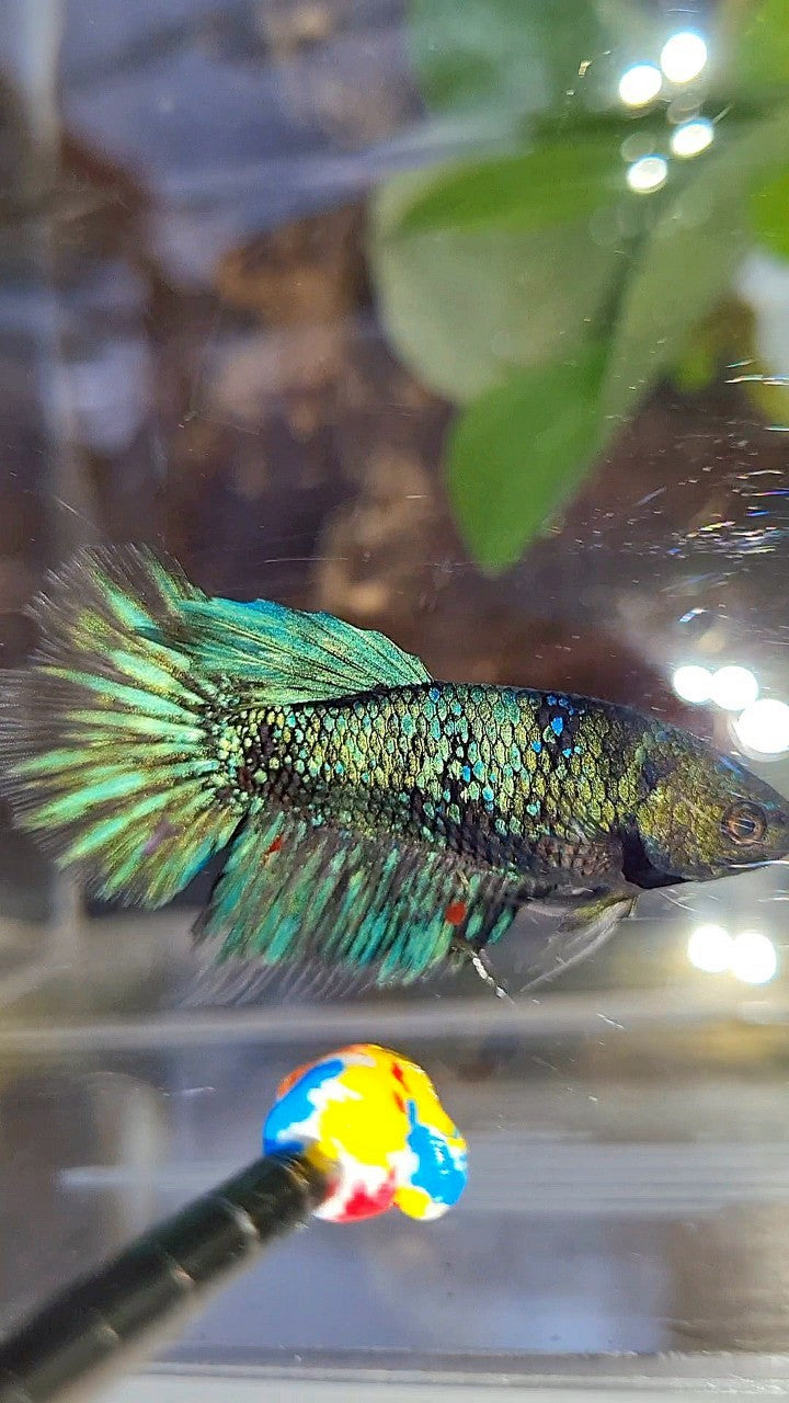 FEMALE HALFMOON BLACK GALAXY AVATAR BLUE BETTA FISH