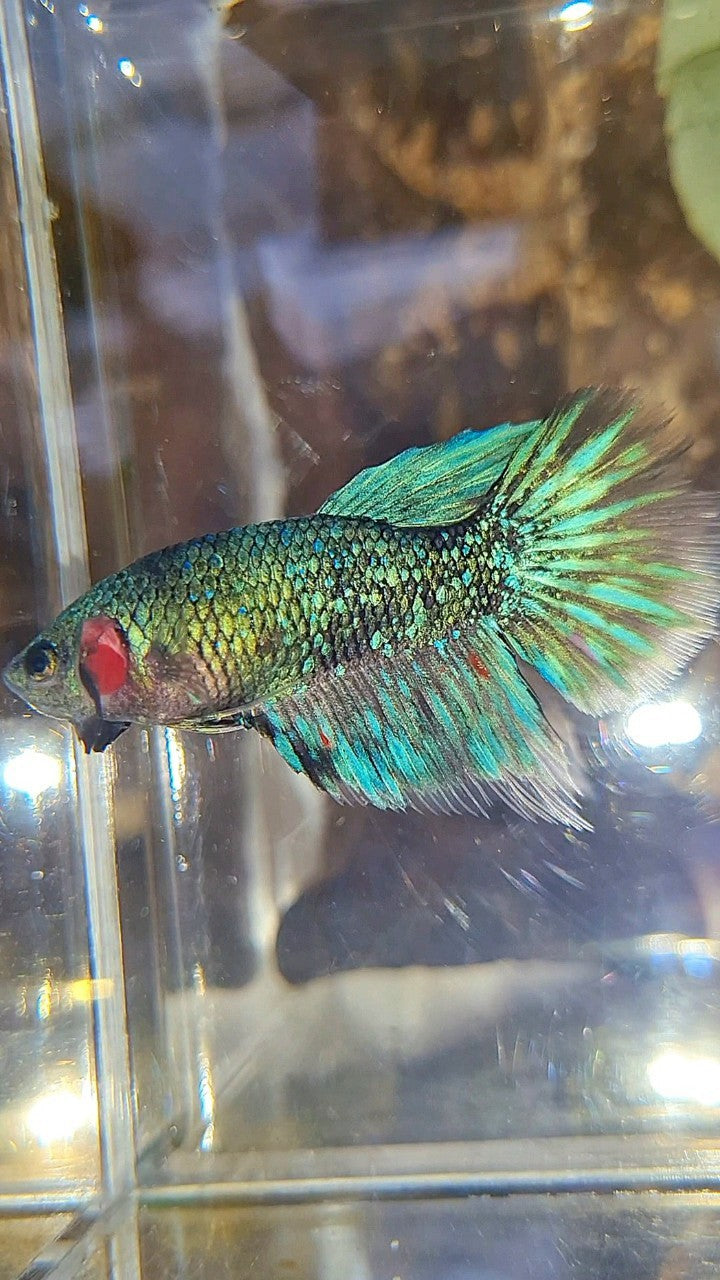 FEMALE HALFMOON BLACK GALAXY AVATAR BLUE BETTA FISH