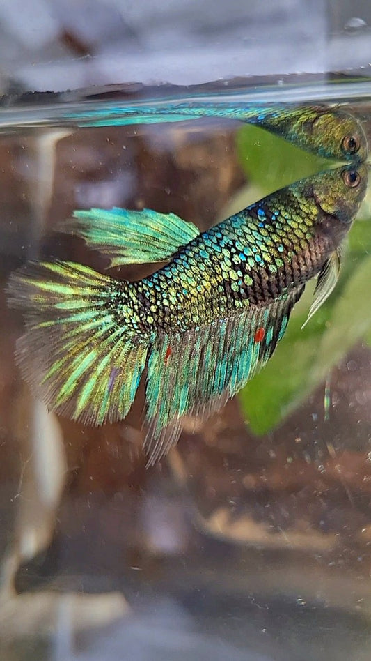 FEMALE HALFMOON BLACK GALAXY AVATAR BLUE BETTA FISH