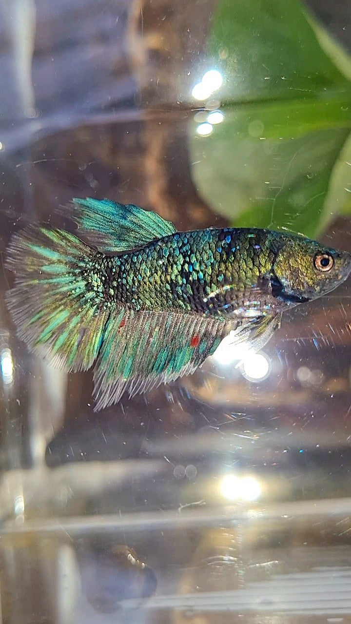FEMALE HALFMOON BLACK GALAXY AVATAR BLUE BETTA FISH