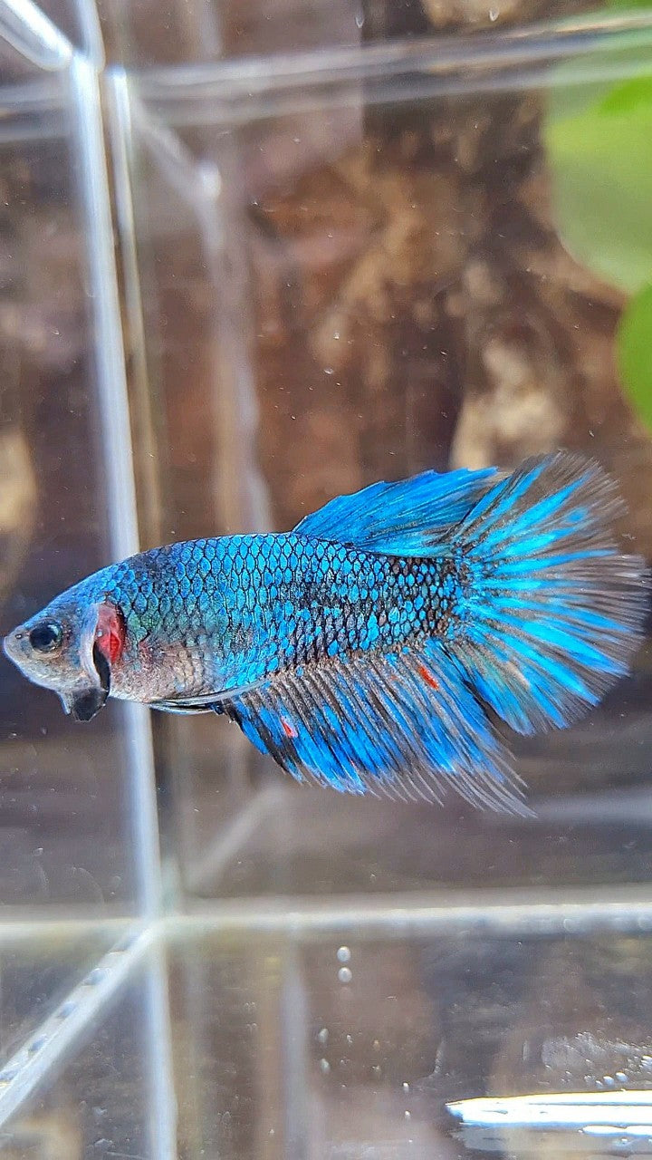 FEMALE HALFMOON BLACK GALAXY AVATAR BLUE BETTA FISH