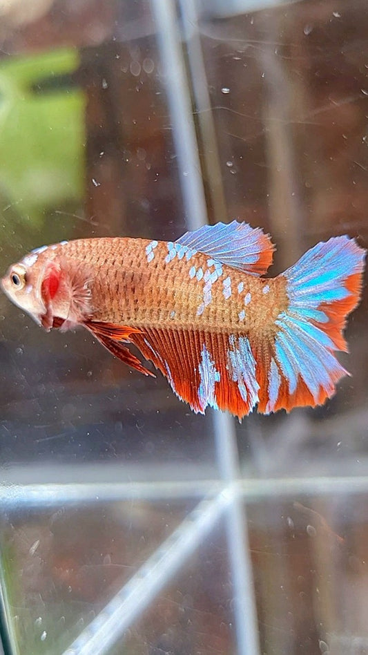 FEMALE HALFMOON RED PURPLE GALAXY BETTA FISH