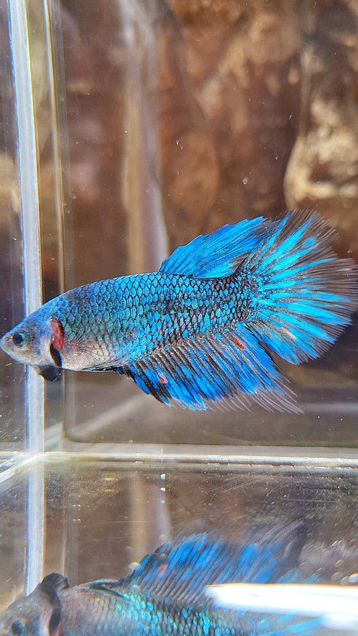 FEMALE HALFMOON BLACK GALAXY AVATAR BLUE BETTA FISH