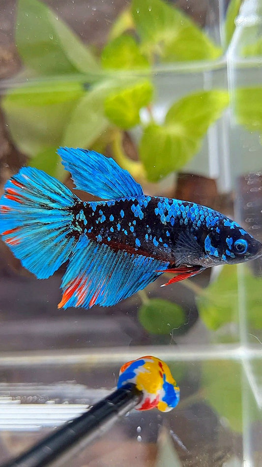 FEMALE HALFMOON BLACK GALAXY AVATAR BLUE BETTA FISH