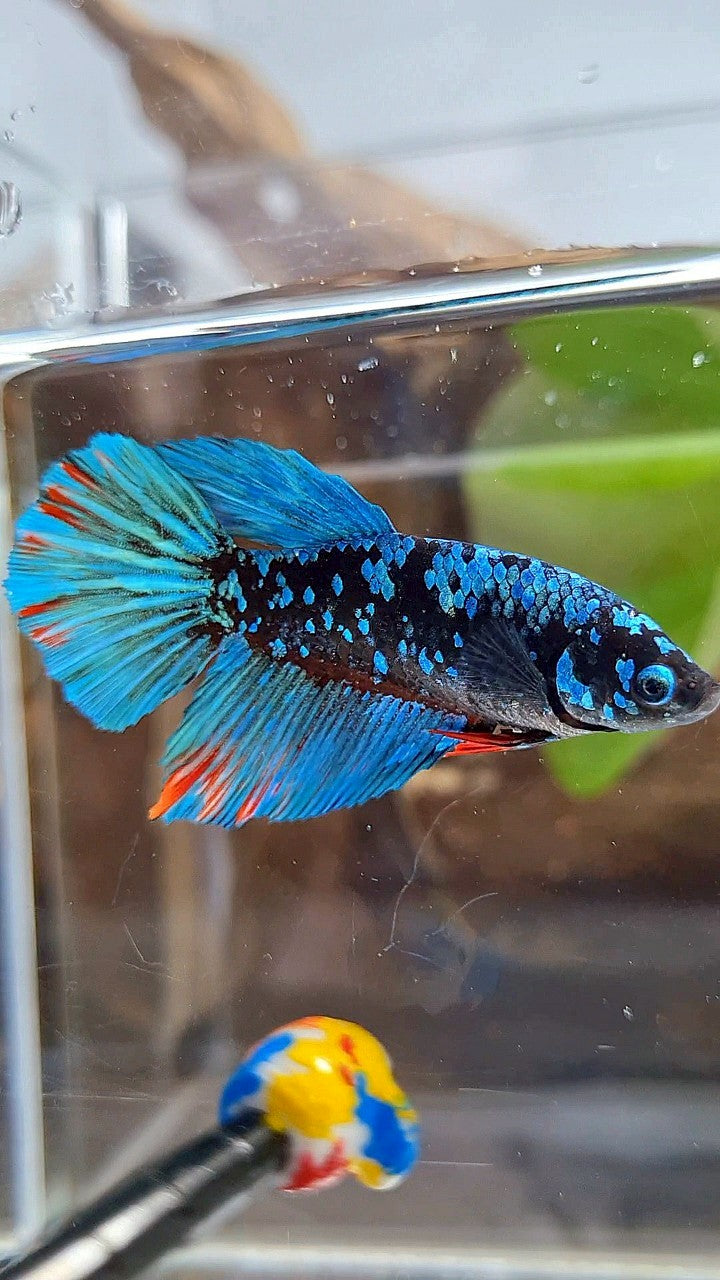 FEMALE HALFMOON BLACK GALAXY AVATAR BLUE BETTA FISH