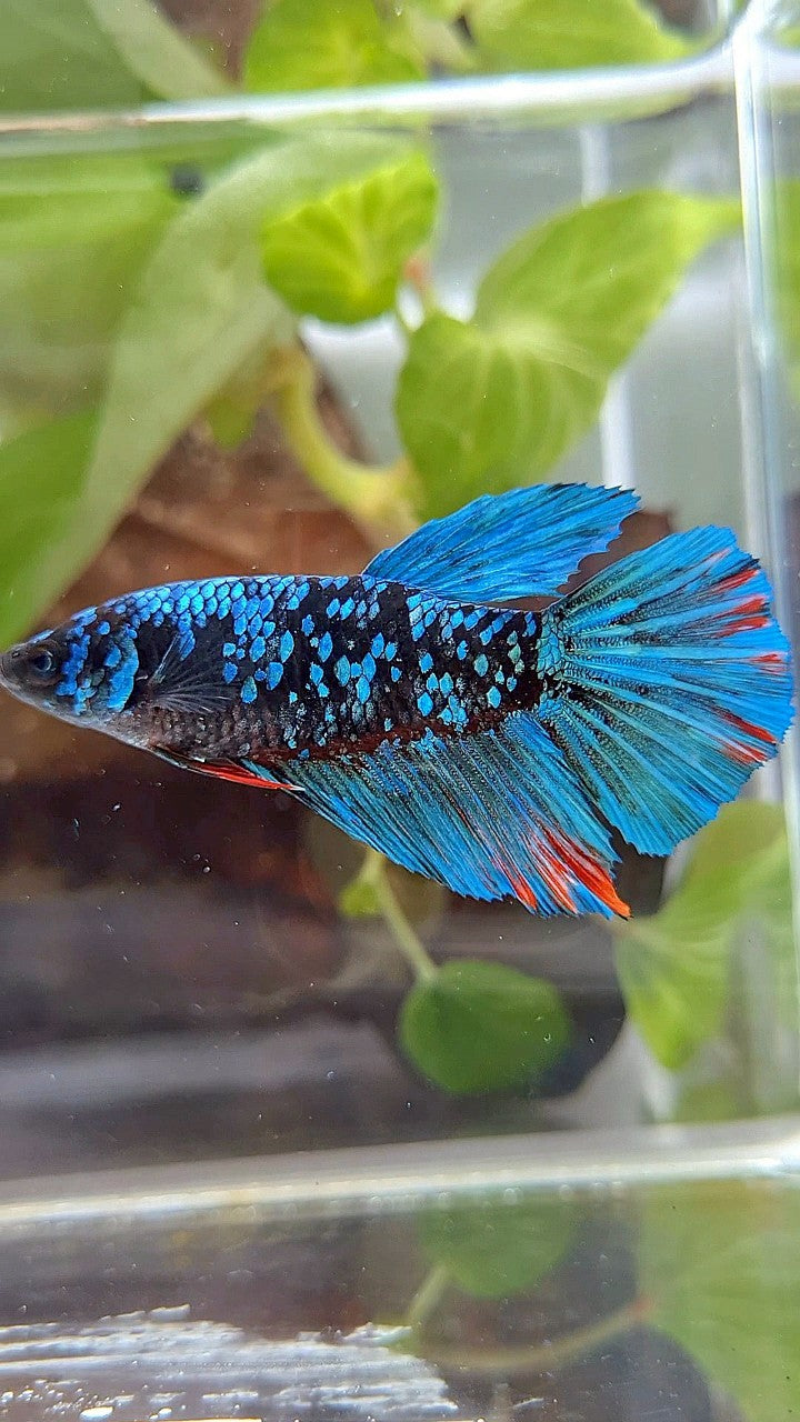 FEMALE HALFMOON BLACK GALAXY AVATAR BLUE BETTA FISH