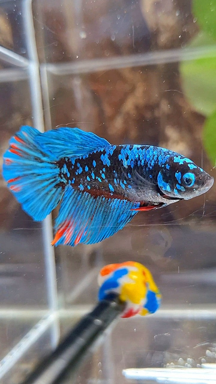 FEMALE HALFMOON BLACK GALAXY AVATAR BLUE BETTA FISH