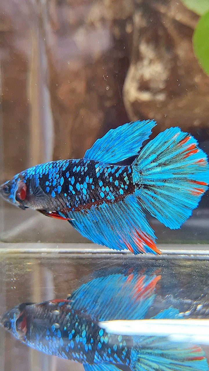 FEMALE HALFMOON BLACK GALAXY AVATAR BLUE BETTA FISH