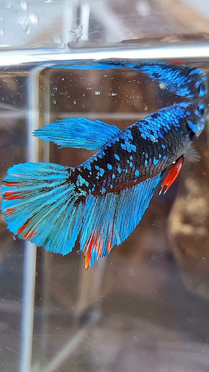 FEMALE HALFMOON BLACK GALAXY AVATAR BLUE BETTA FISH