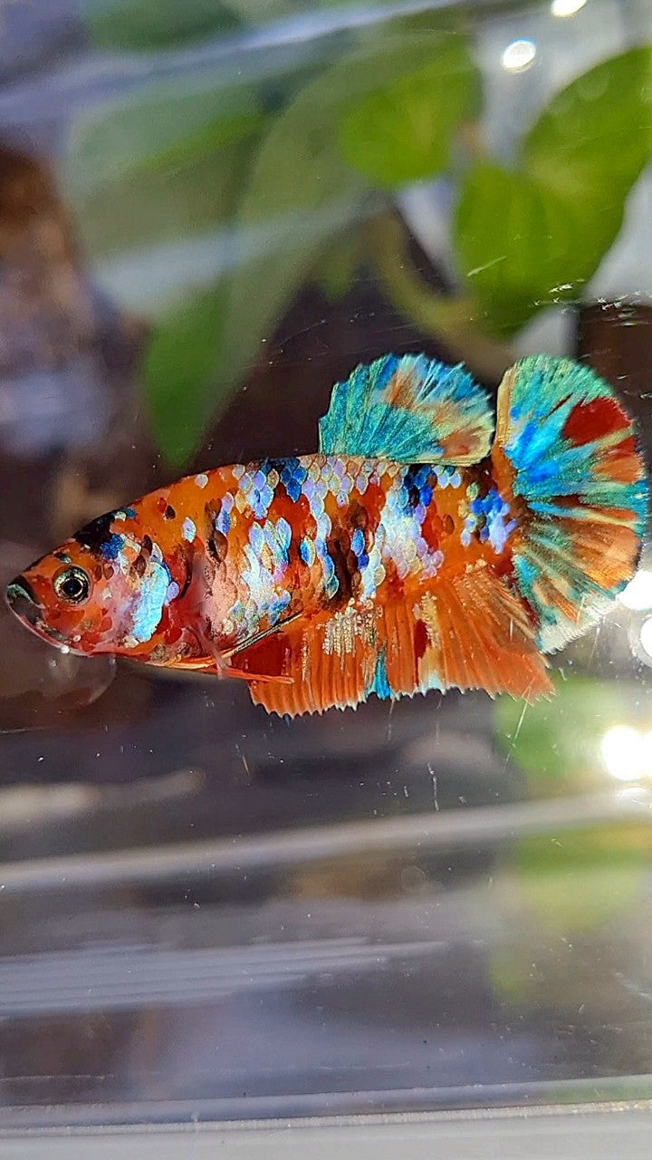 FEMALE PLAKAT ORANGE SUPER GALAXY MULTICOLOR BETTA FISH