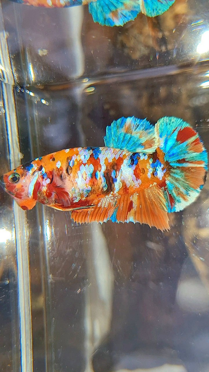 FEMALE PLAKAT ORANGE SUPER GALAXY MULTICOLOR BETTA FISH