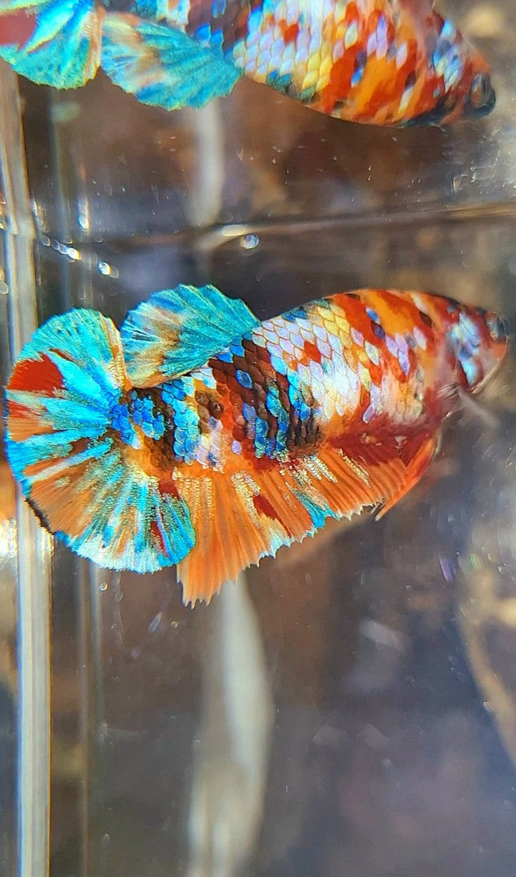 FEMALE PLAKAT ORANGE SUPER GALAXY MULTICOLOR BETTA FISH
