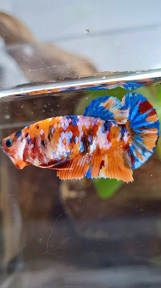 FEMALE PLAKAT ORANGE SUPER GALAXY MULTICOLOR BETTA FISH