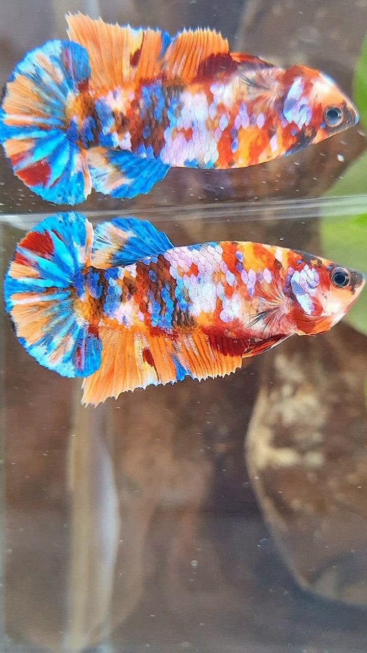 FEMALE PLAKAT ORANGE SUPER GALAXY MULTICOLOR BETTA FISH