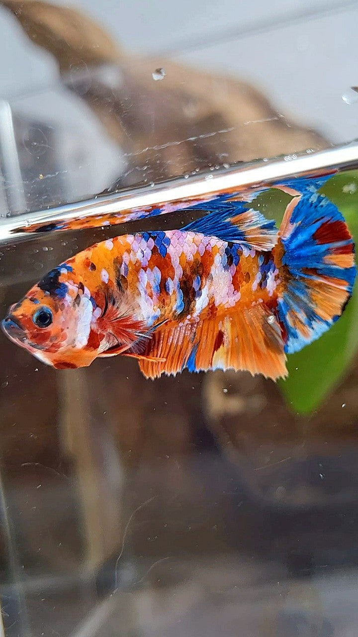 FEMALE PLAKAT ORANGE SUPER GALAXY MULTICOLOR BETTA FISH